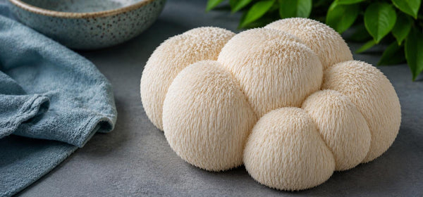 Lion’s Mane : le champignon pour ne plus se disperser ?