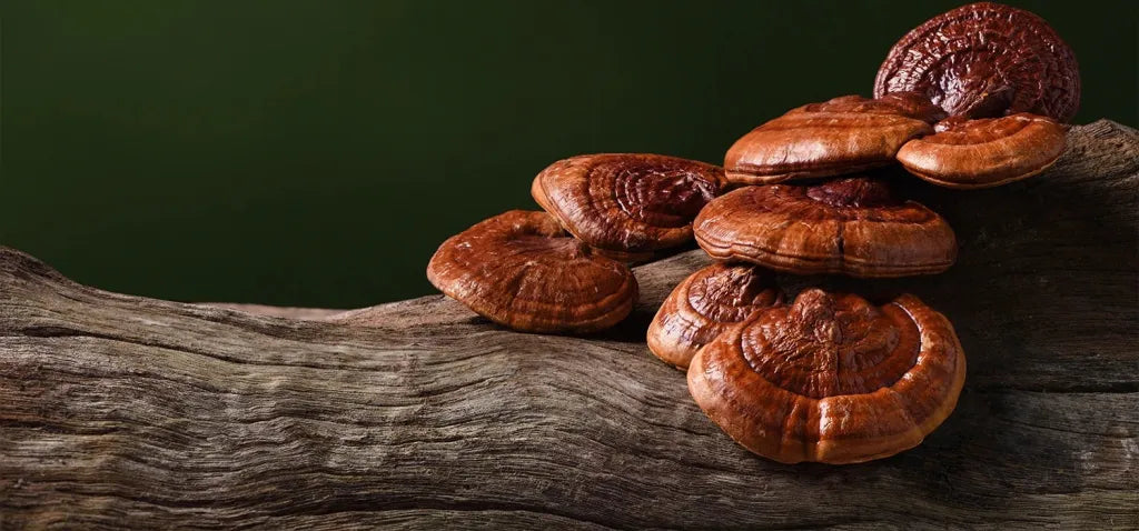 Que veut dire "adaptogène" losqu'on parle de champignons?