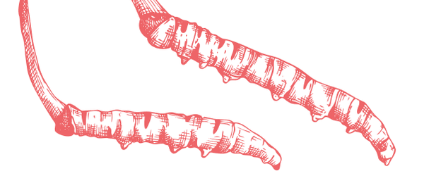 Le Cordyceps
