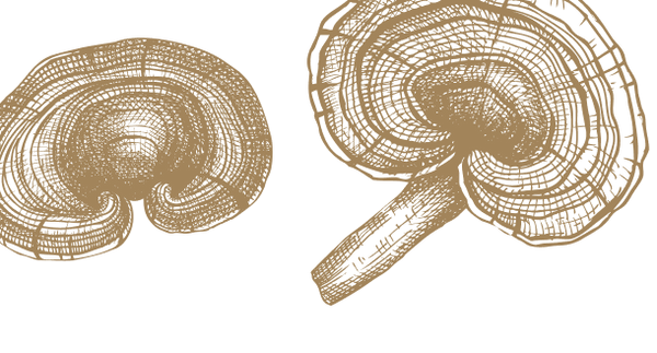 Le Reishi
